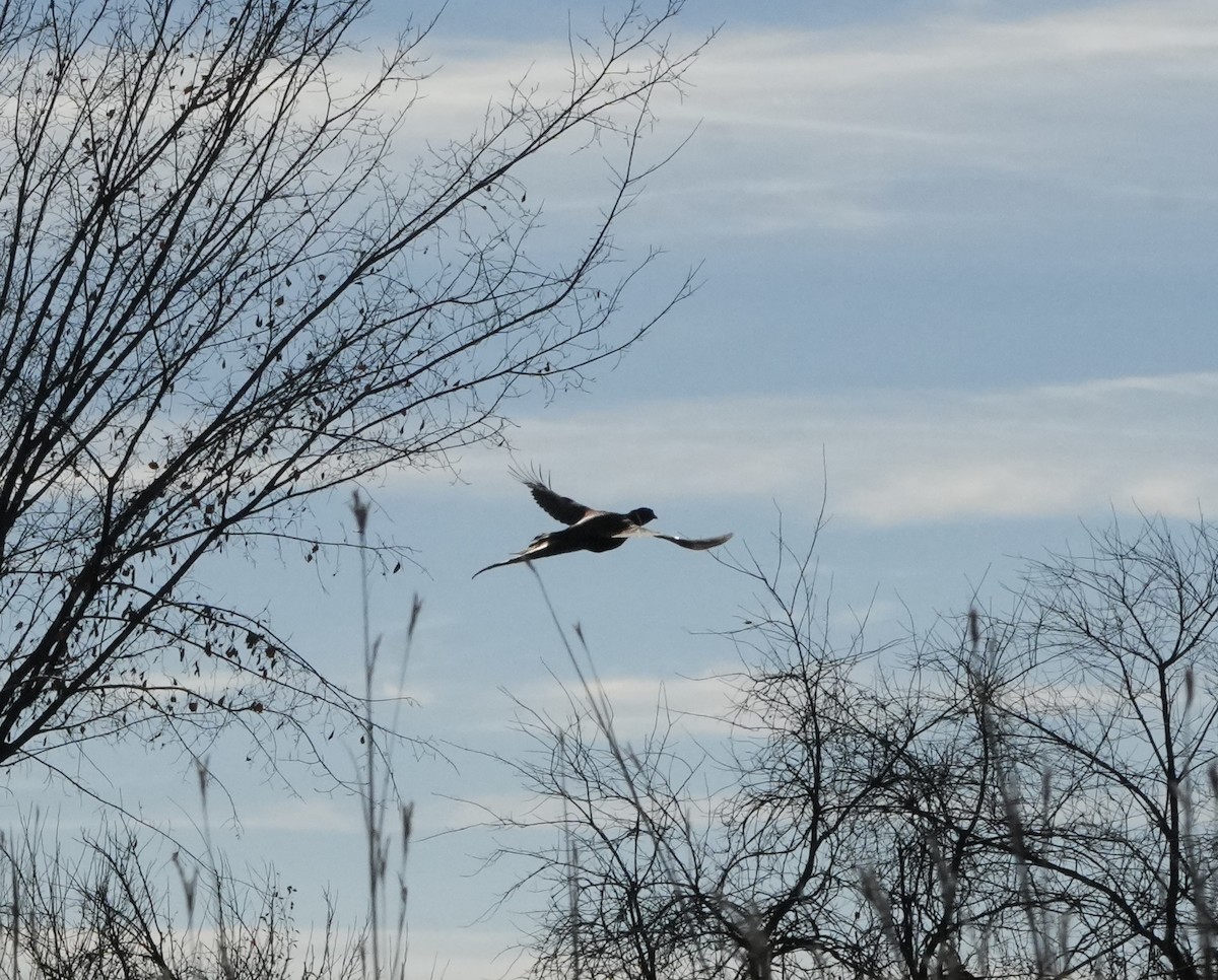 Ring-necked Pheasant - ML645365951