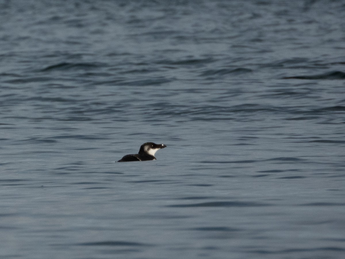 Razorbill - ML645365952