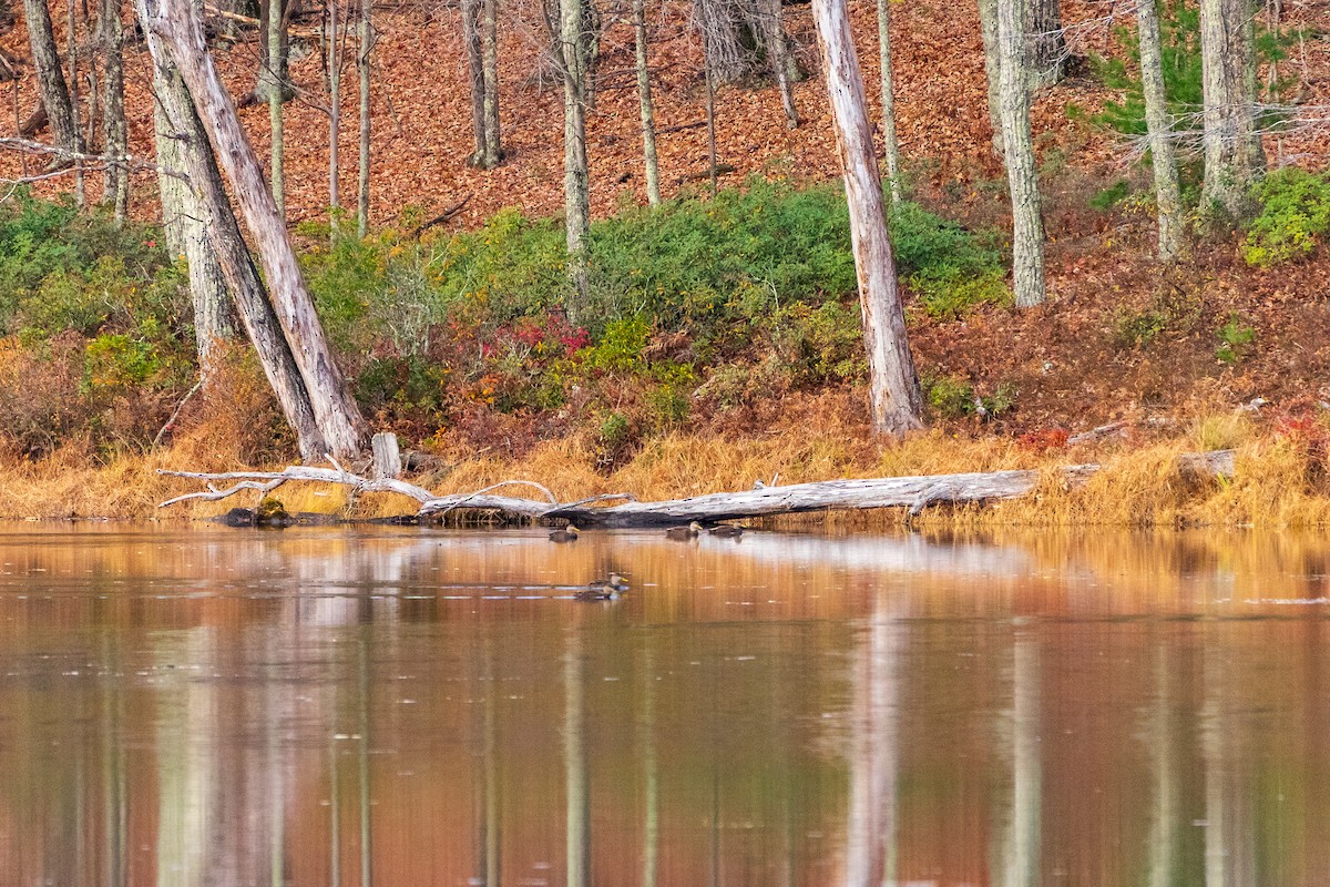 American Black Duck - ML645365954