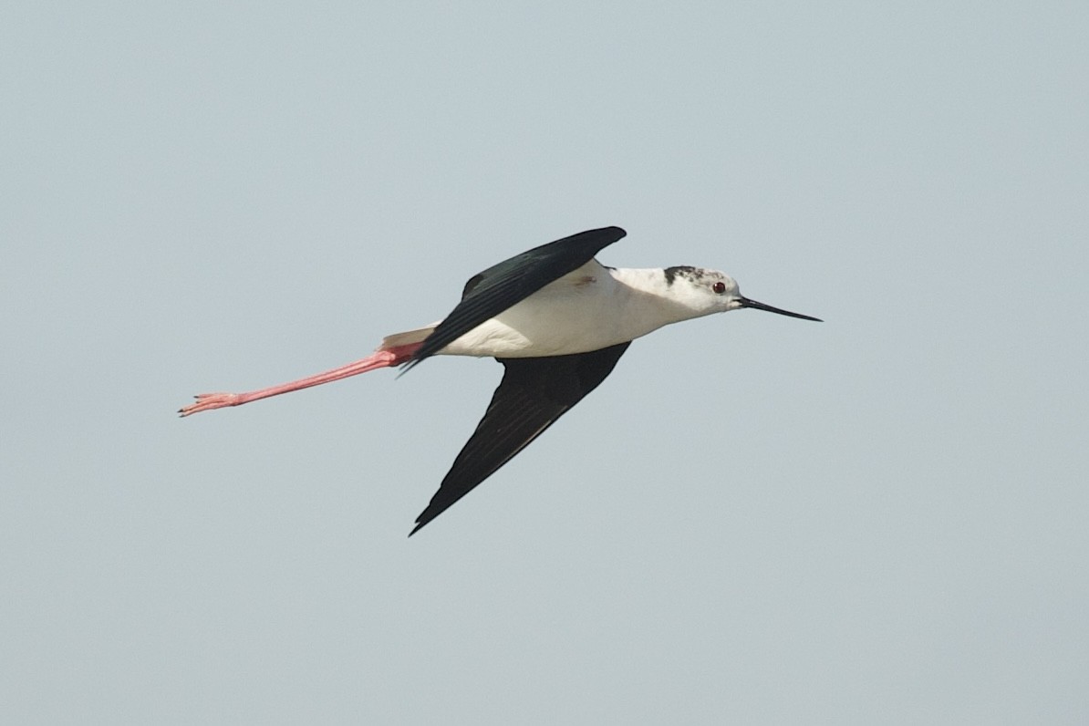 Black-winged Stilt - ML645365963