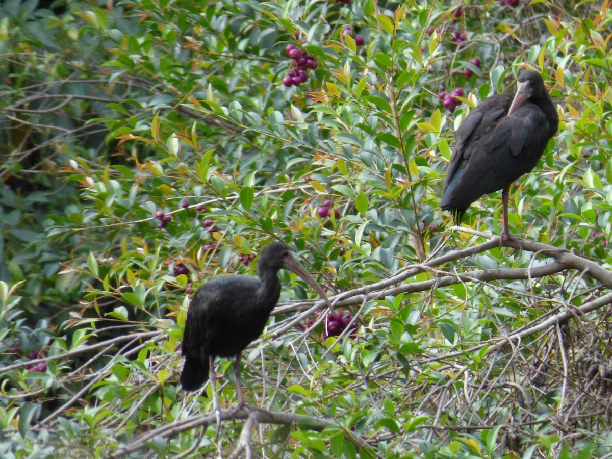 Bare-faced Ibis - ML645365974