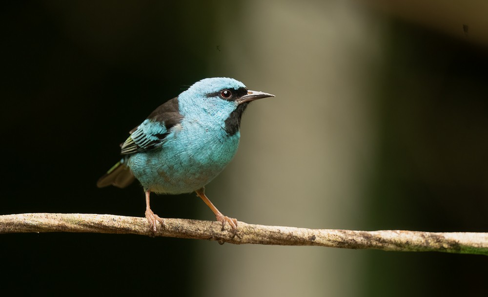 Blue Dacnis - ML645365975