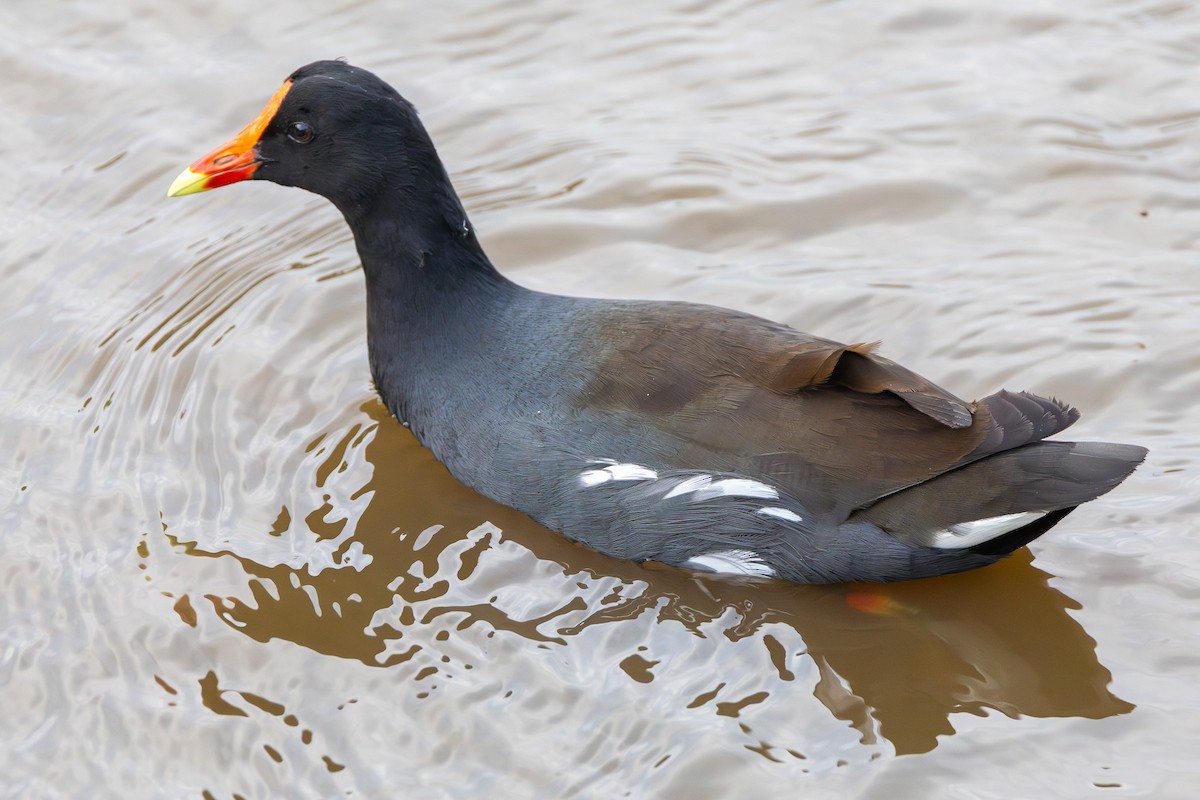 slípka americká - ML645365988