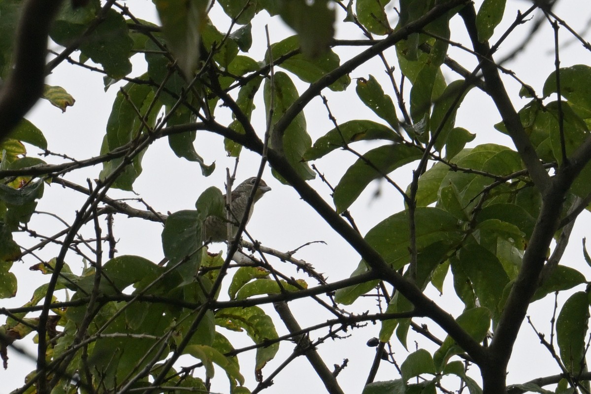 Tiger Shrike - ML645365997