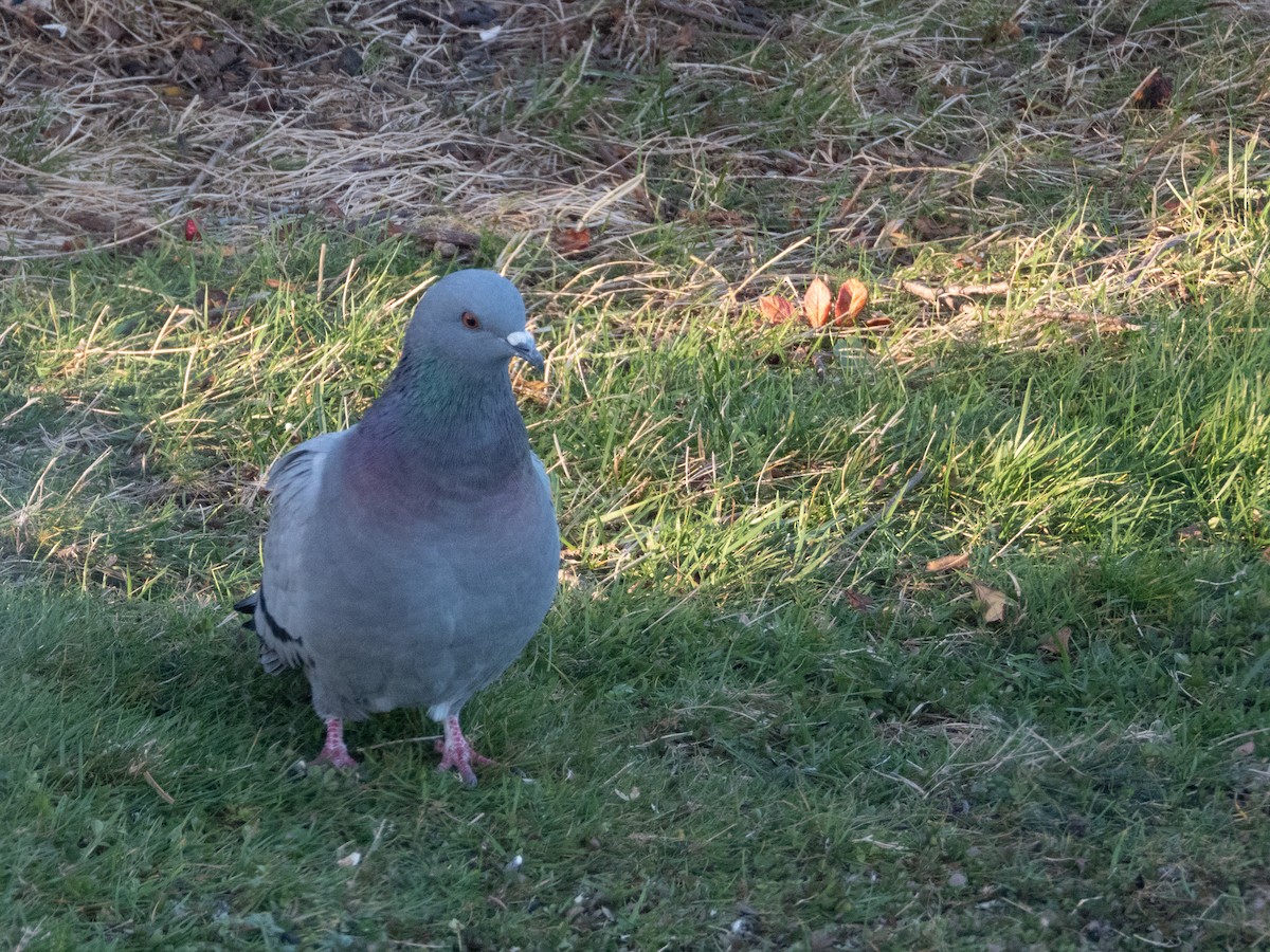 Хөхвөр тагтаа (суурин газрын) - ML645366028