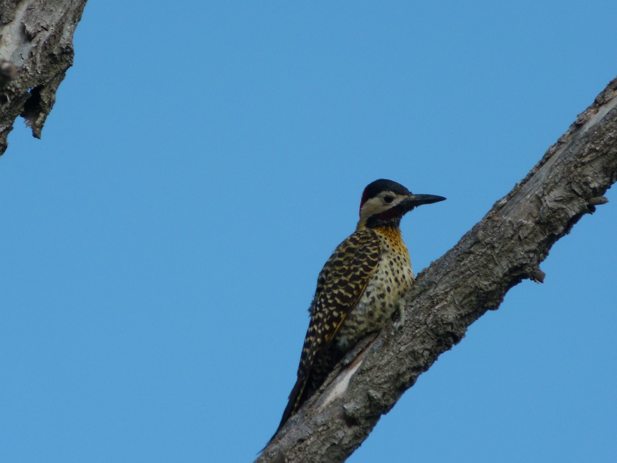 Grünbindenspecht - ML645366029