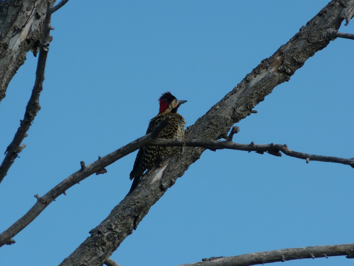 Grünbindenspecht - ML645366030