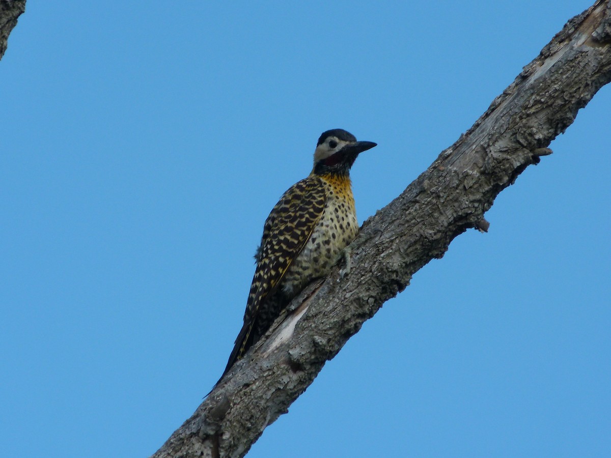 Grünbindenspecht - ML645366031