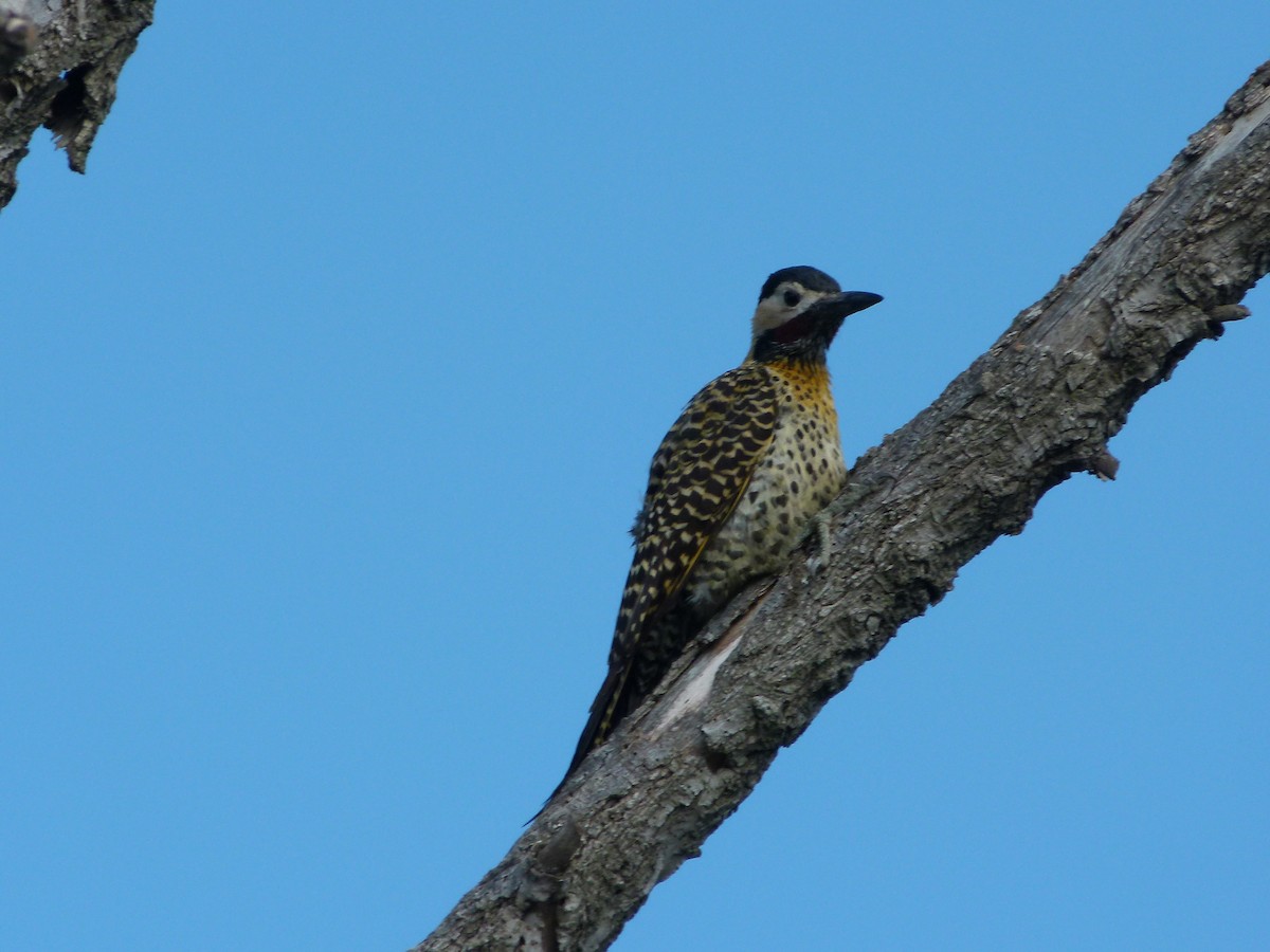 Grünbindenspecht - ML645366032