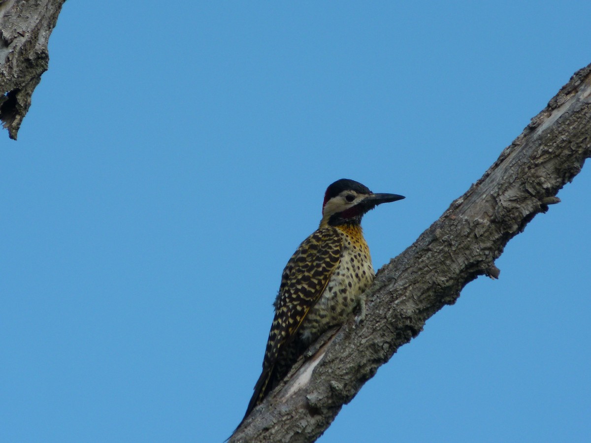 Grünbindenspecht - ML645366033