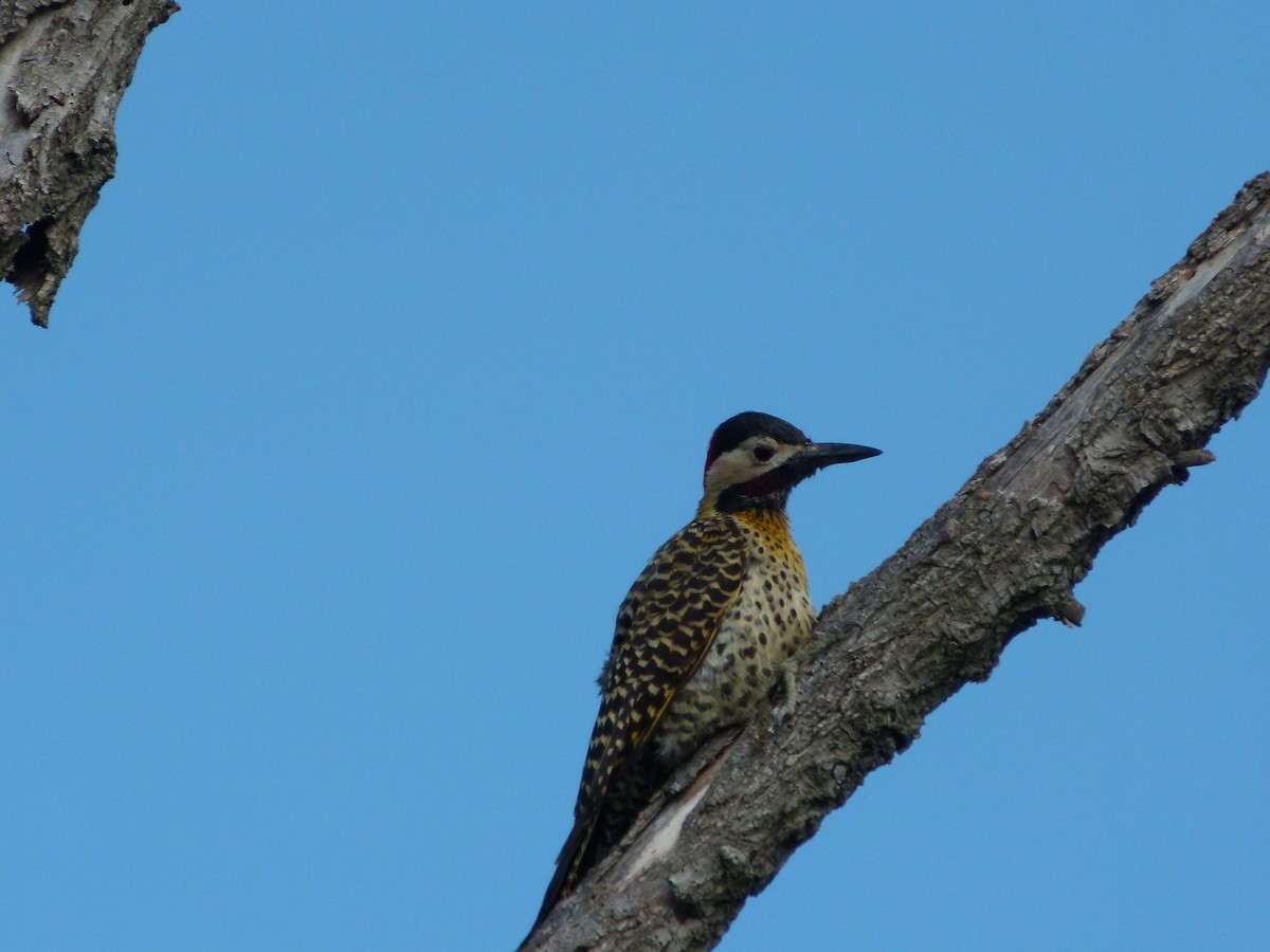 Grünbindenspecht - ML645366034