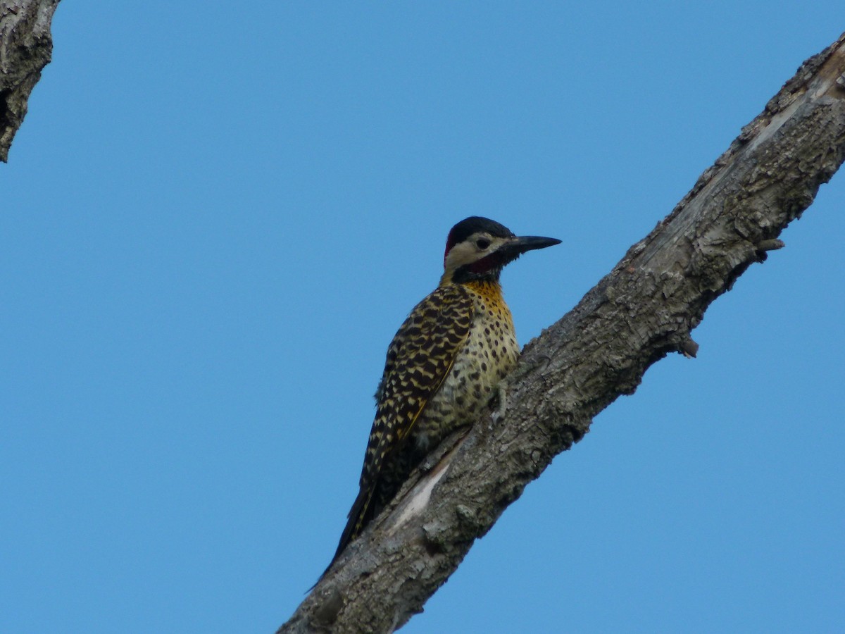 Grünbindenspecht - ML645366035