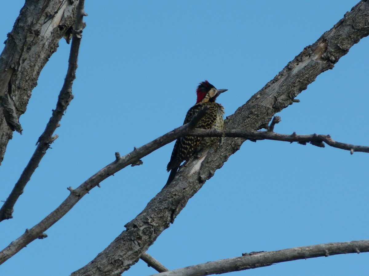 Grünbindenspecht - ML645366036