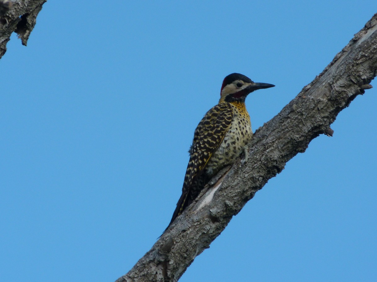 Grünbindenspecht - ML645366037