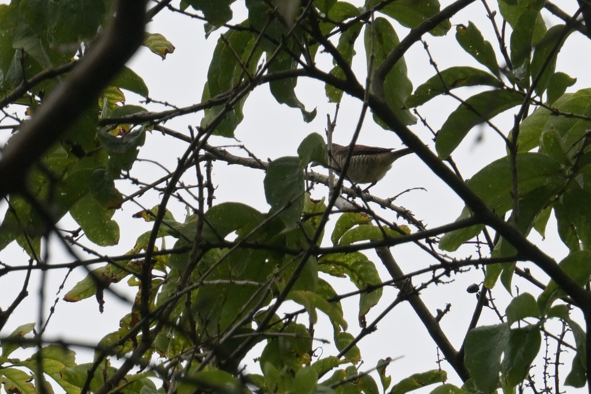 Tiger Shrike - ML645366038