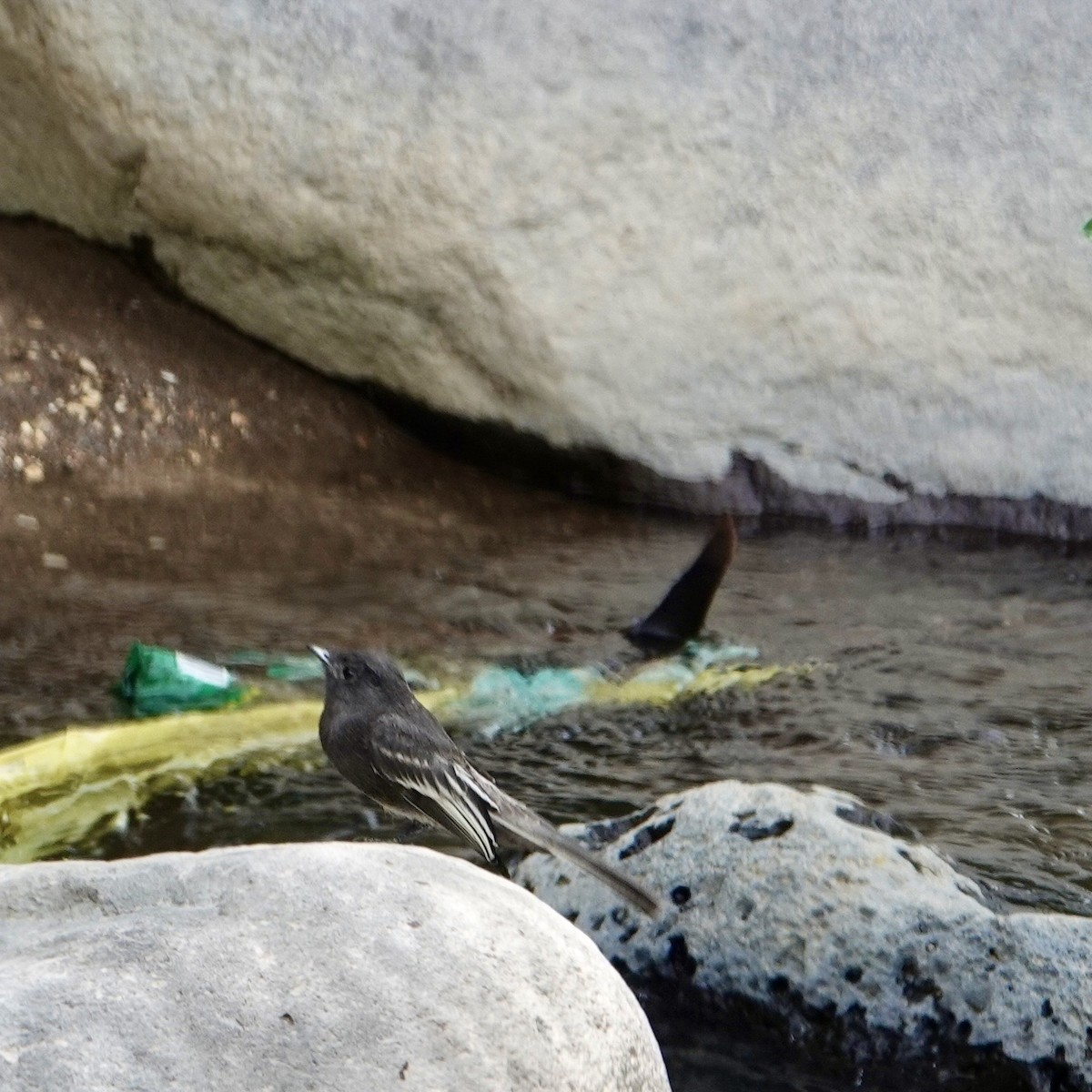 Black Phoebe - ML645366039