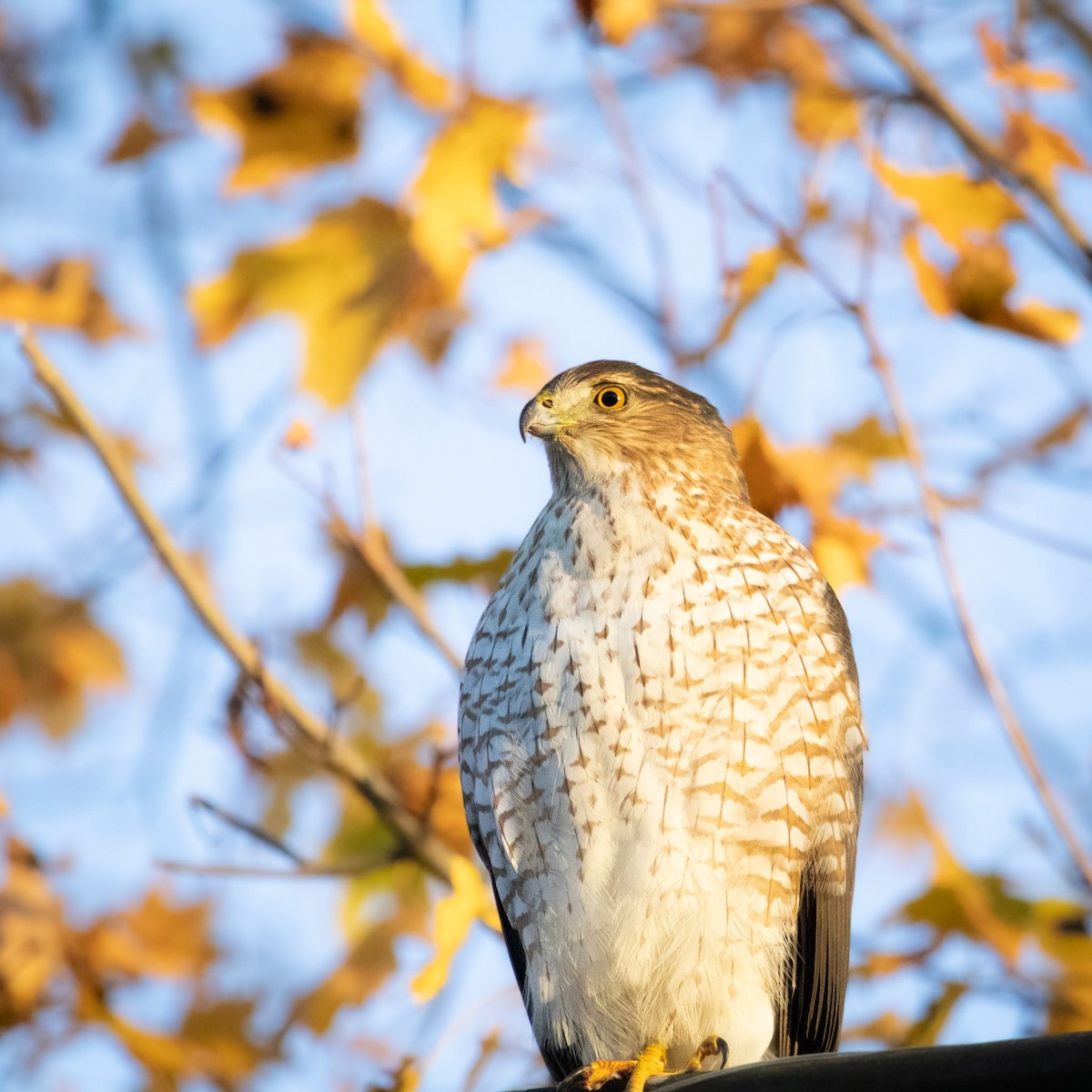 Cooper's Hawk - ML645366040
