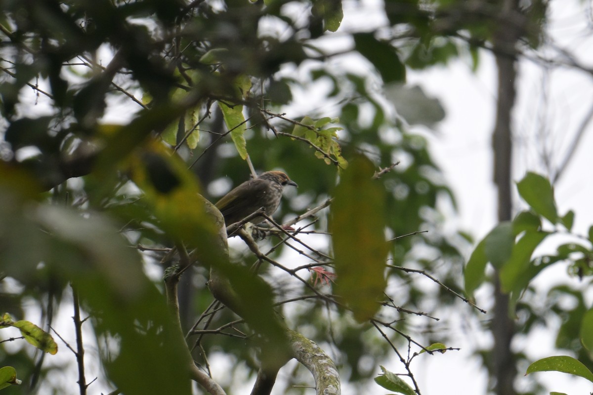 Straw-headed Bulbul - ML645366075