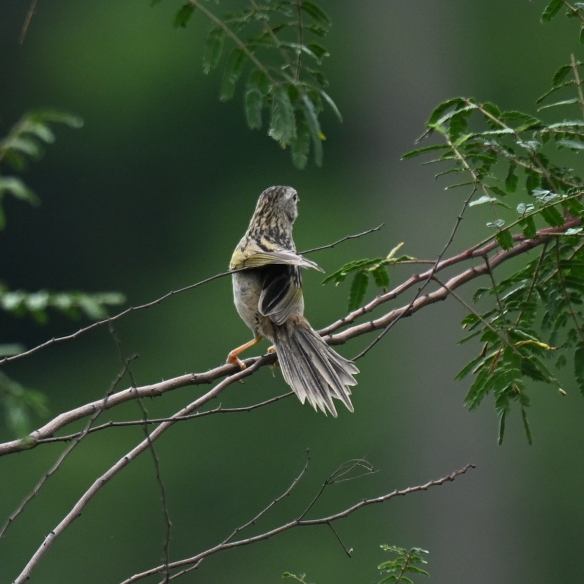 Wedge-tailed Grass-Finch - ML645366109