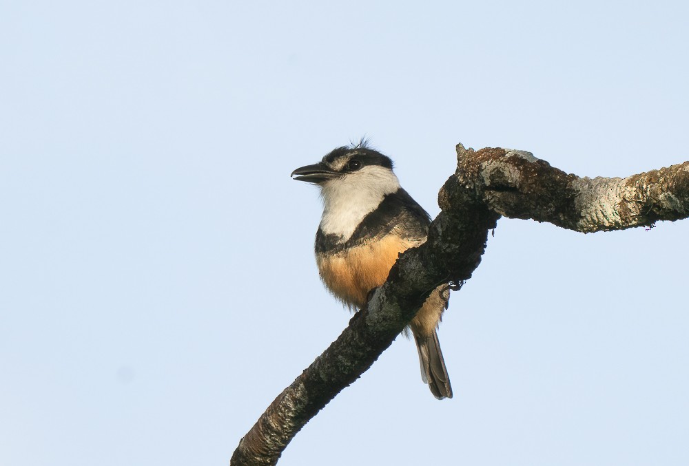 Buff-bellied Puffbird - ML645366130