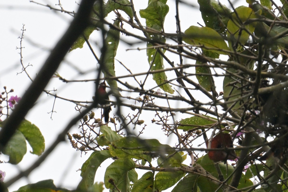 Karmesinnektarvogel - ML645366131