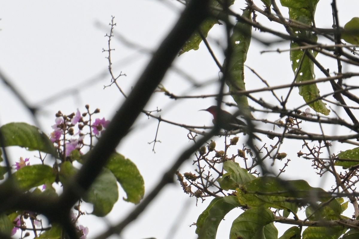 Karmesinnektarvogel - ML645366134