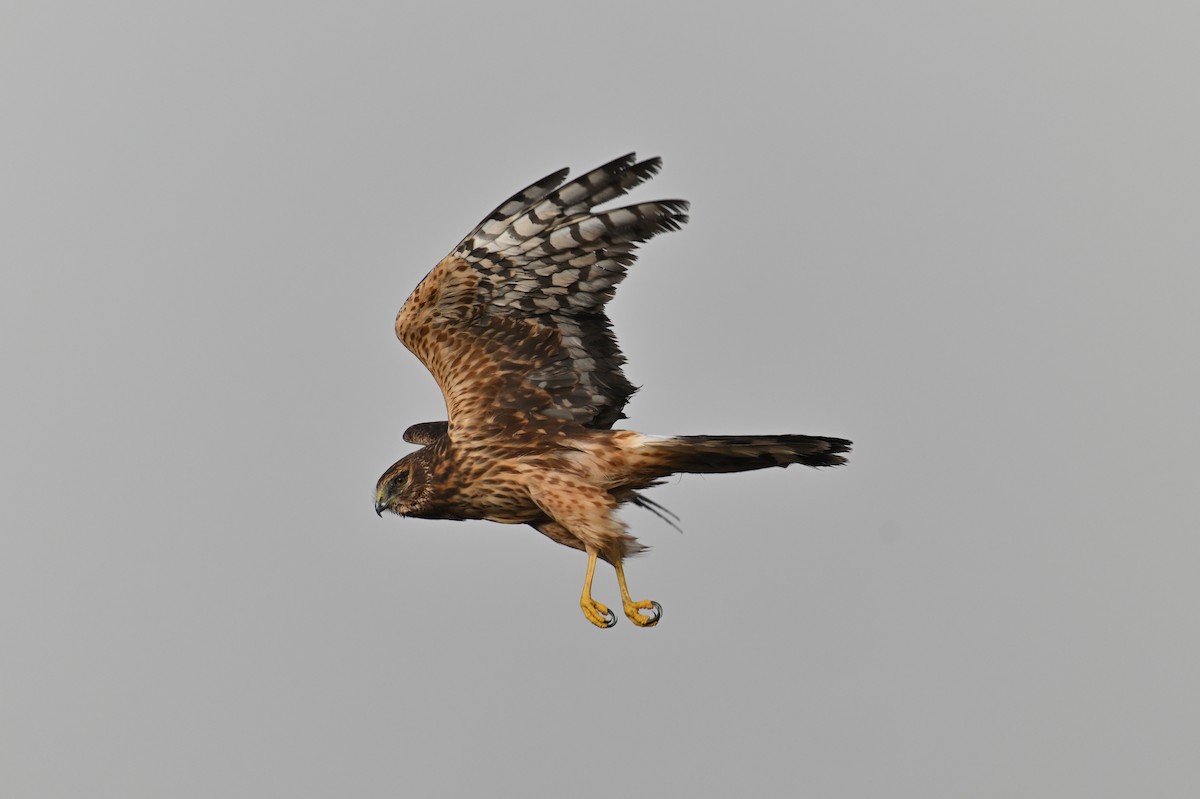 Northern Harrier - ML645366136