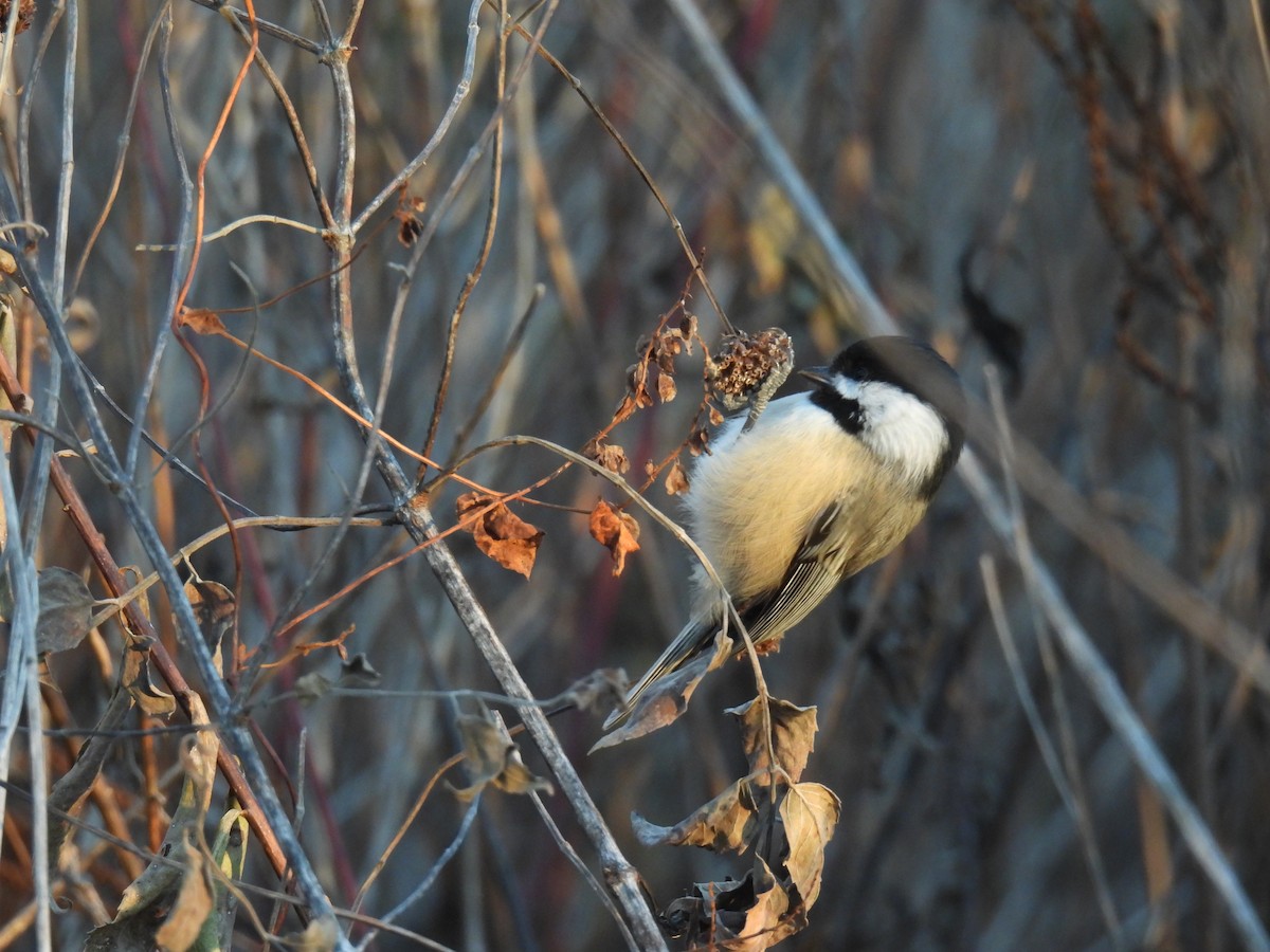 Black-capped Chickadee - ML645366148