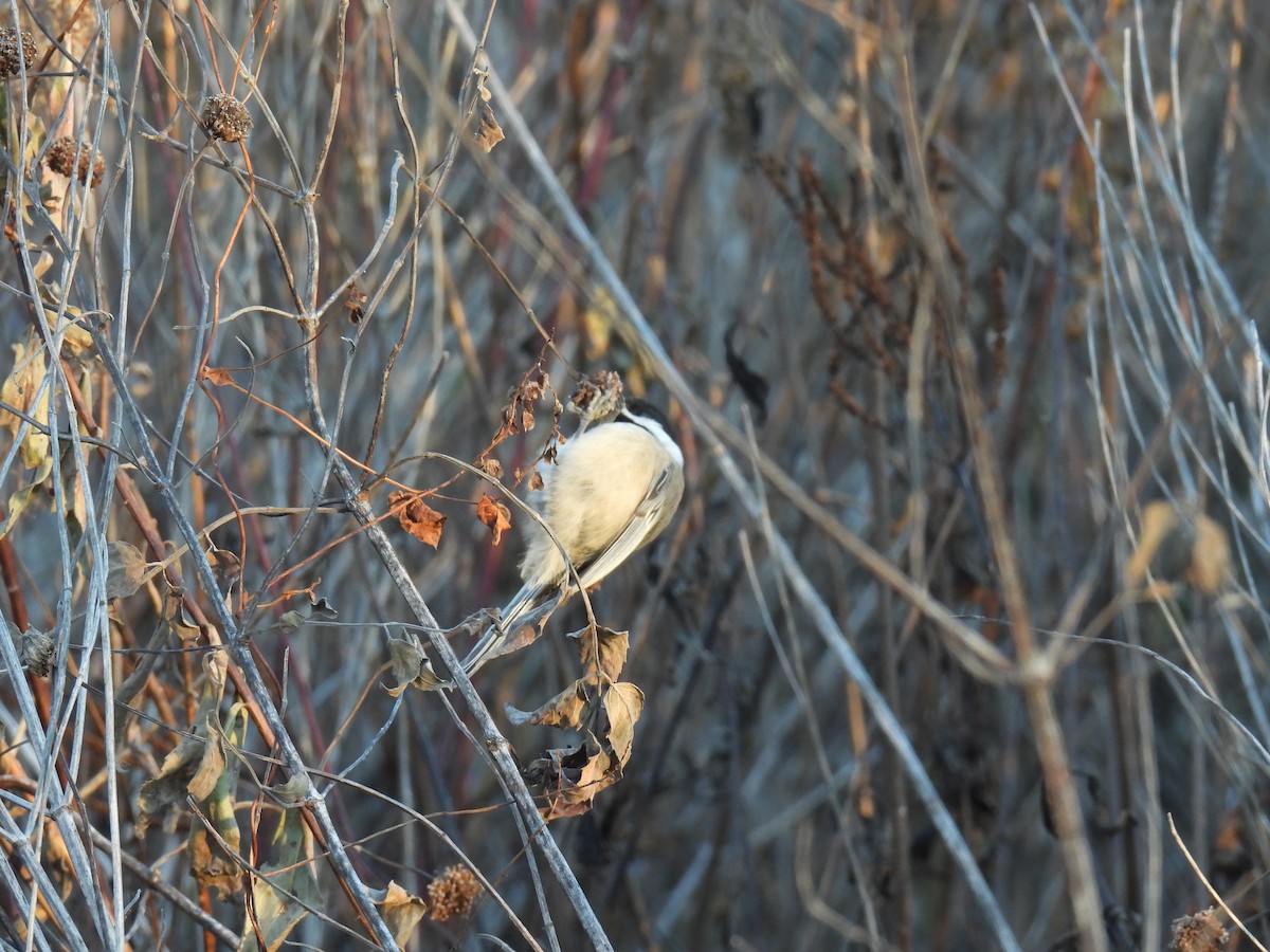 Black-capped Chickadee - ML645366149