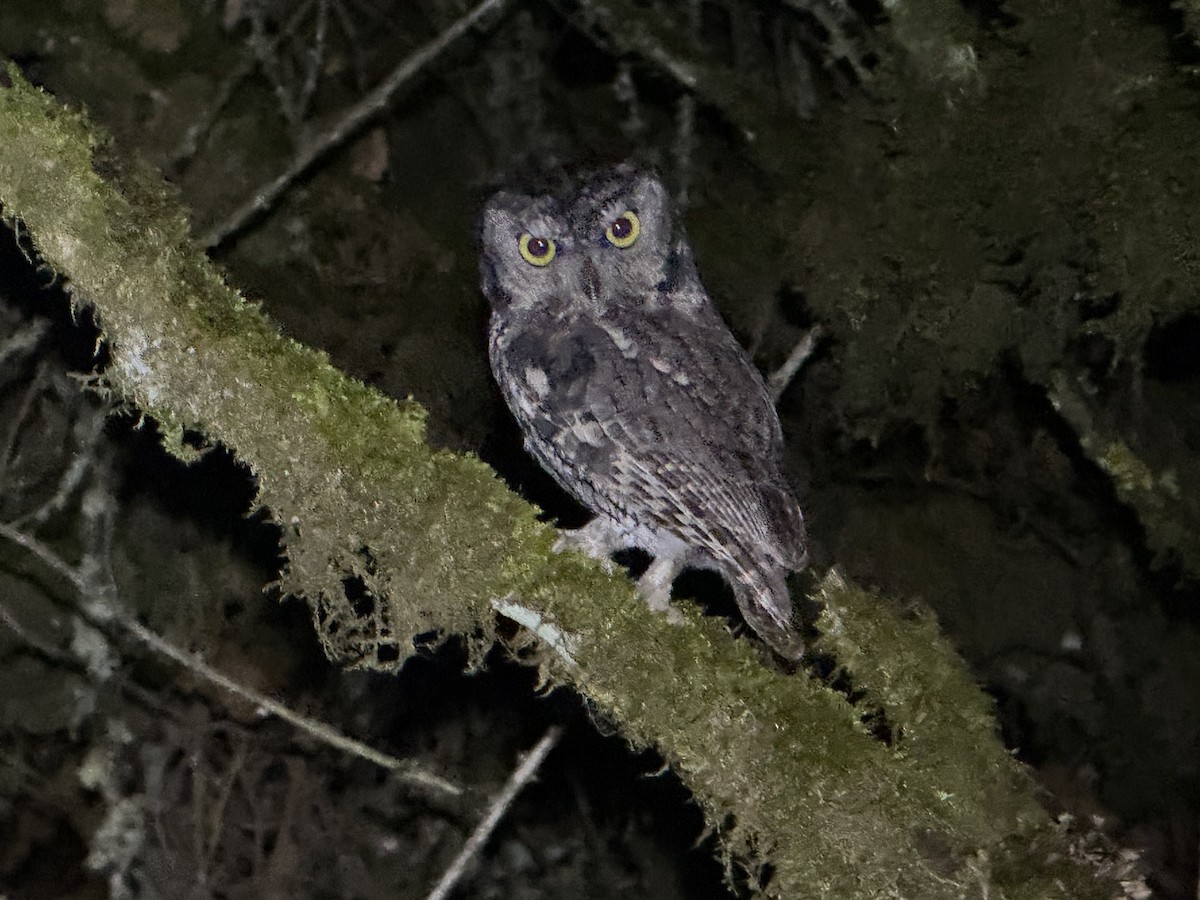 Petit-duc des montagnes - ML645366153