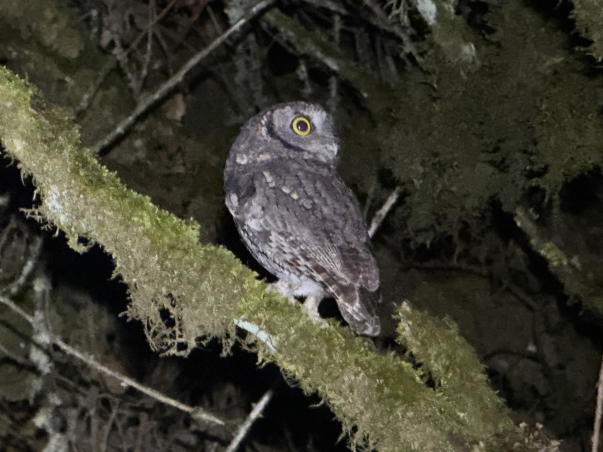 Petit-duc des montagnes - ML645366154