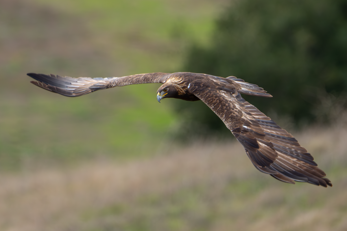 Golden Eagle - ML645366179