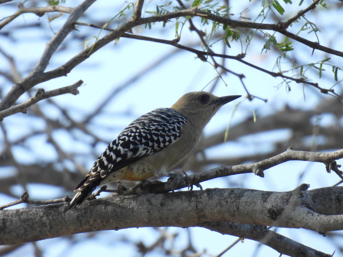 Гіла мала - ML645366184