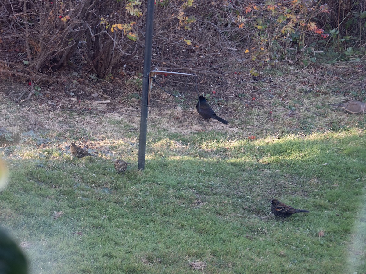 Red-winged Blackbird - ML645366185