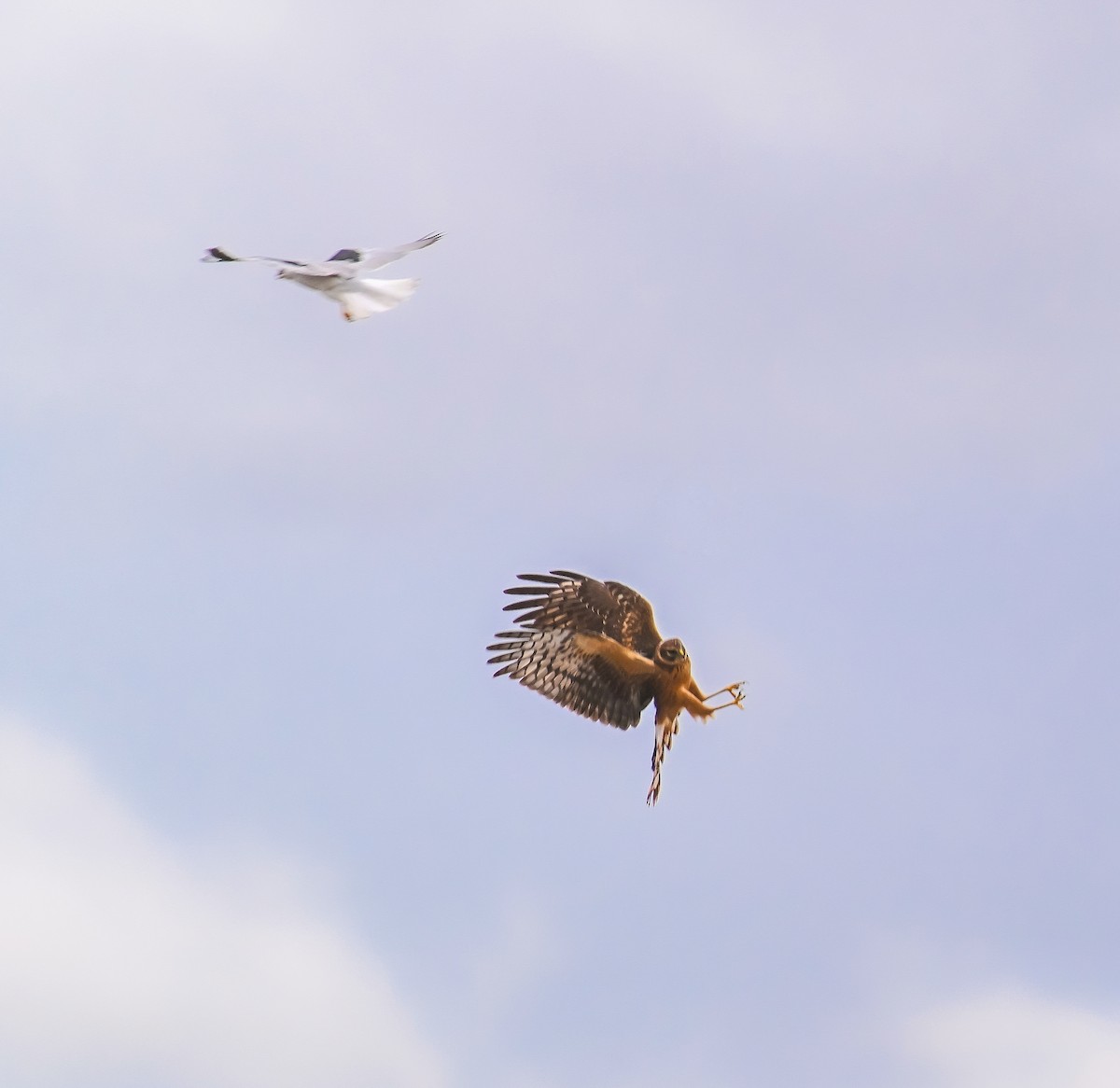 Northern Harrier - ML645366187