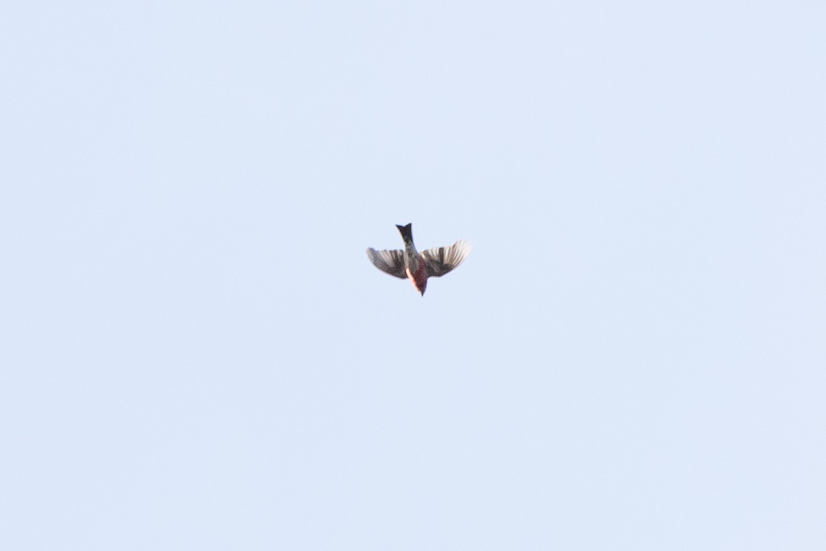 Pine Grosbeak - ML645366211