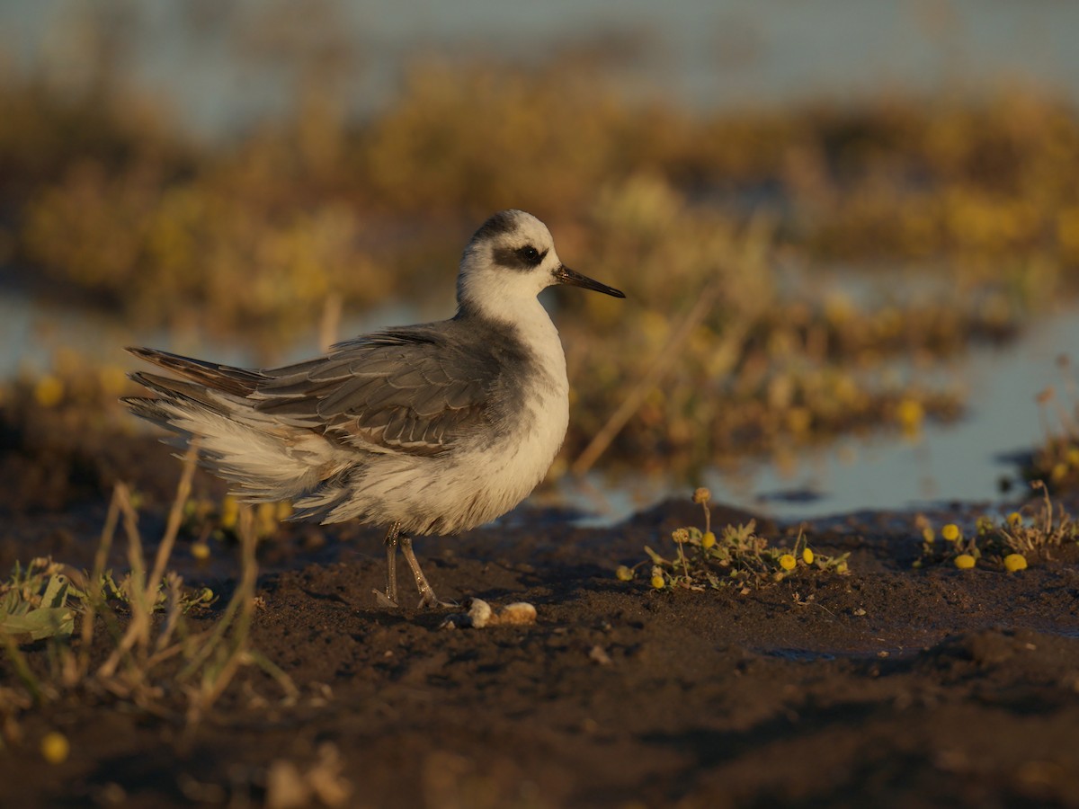 Red Phalarope - ML645366215