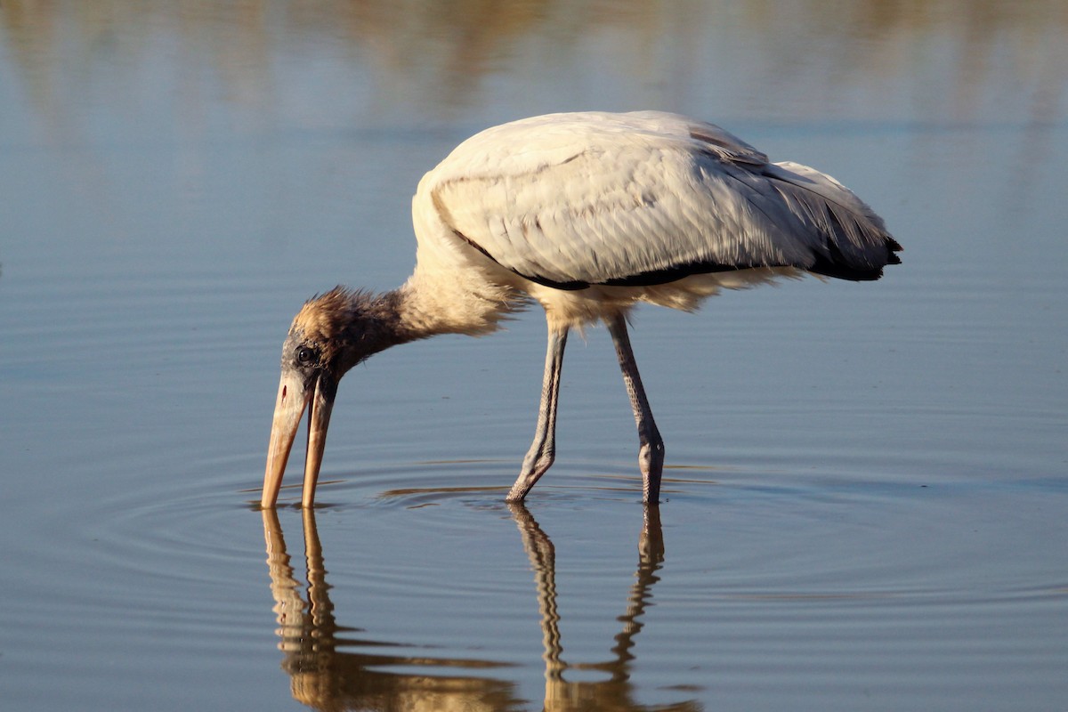 Wood Stork - ML645366221