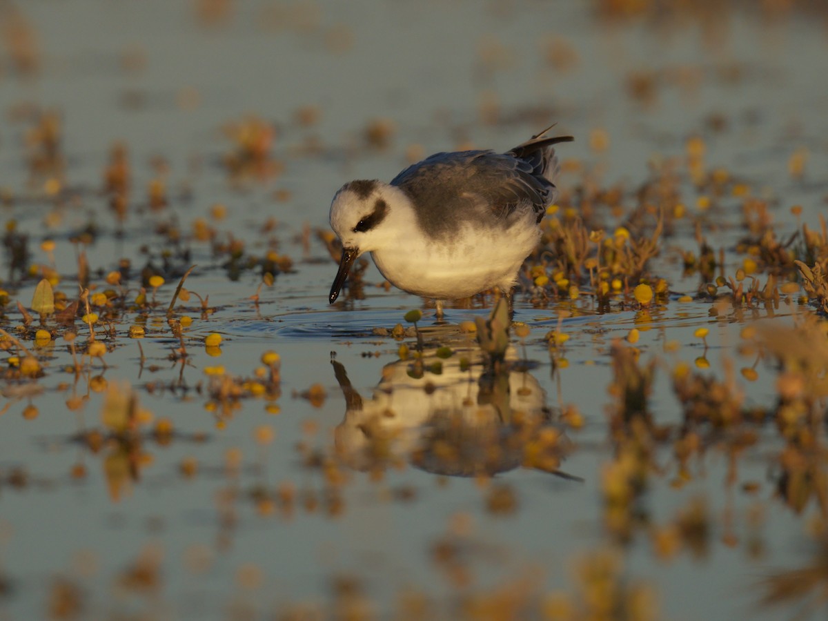 Red Phalarope - ML645366223