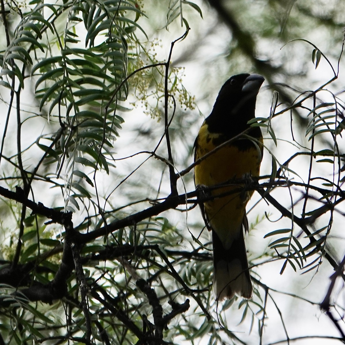 Black-backed Grosbeak - ML645366224