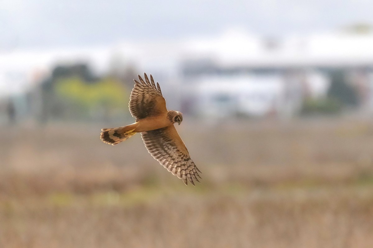 Northern Harrier - ML645366242