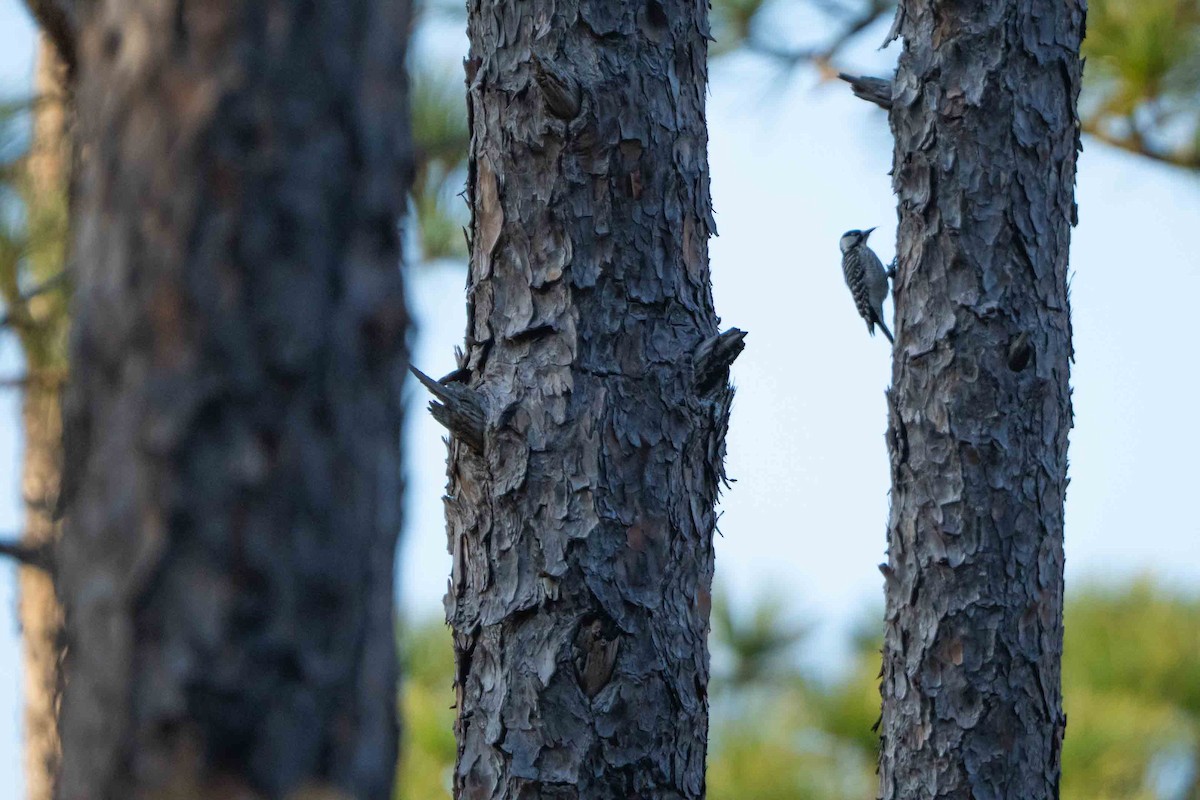 Red-cockaded Woodpecker - ML645366252