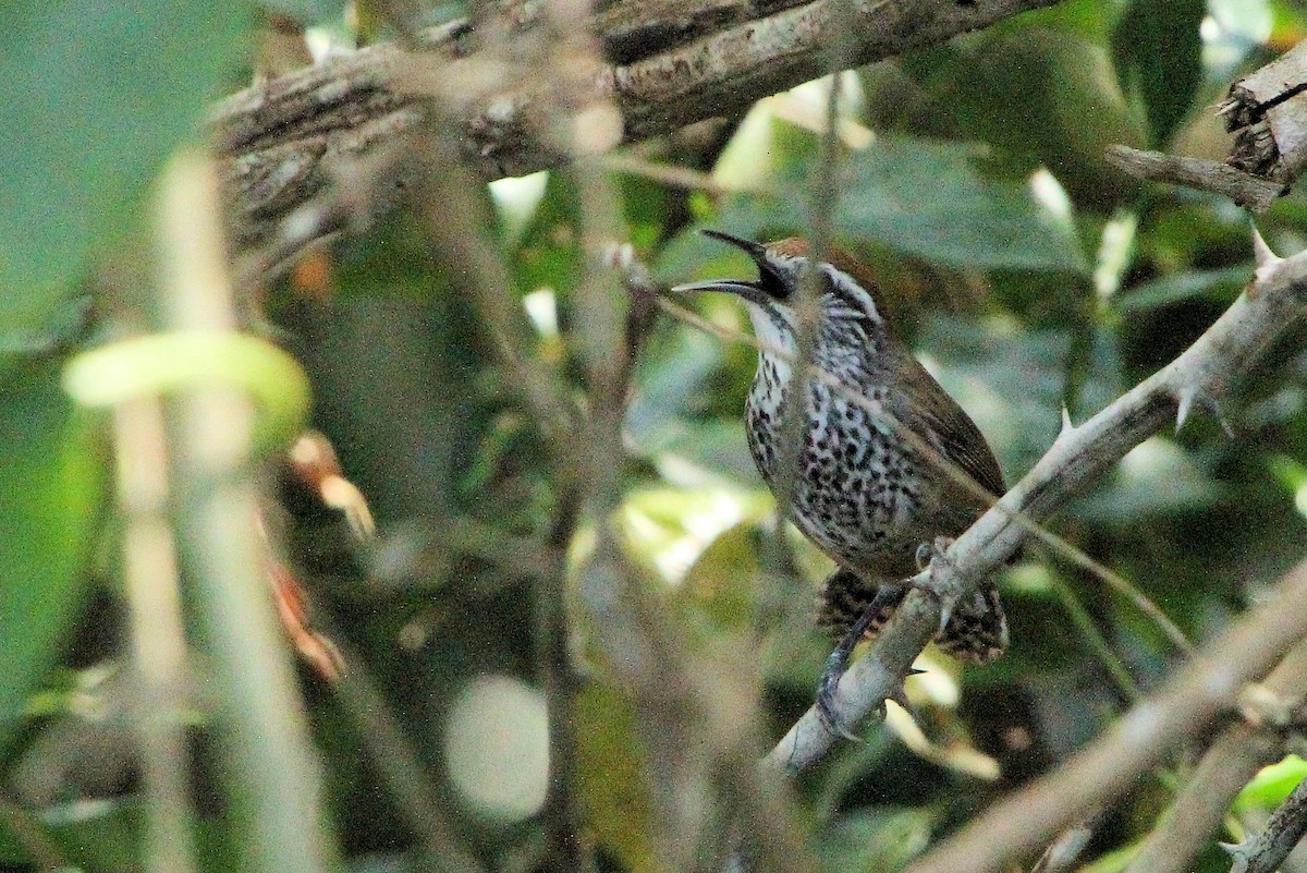 Fleckenbrust-Zaunkönig - ML645366253