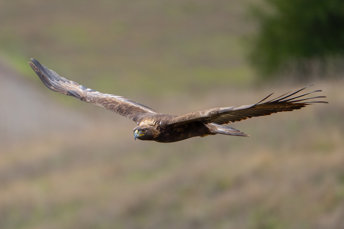 Golden Eagle - ML645366264