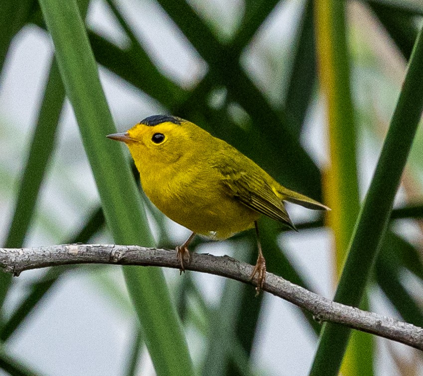 Wilson's Warbler - ML645366271