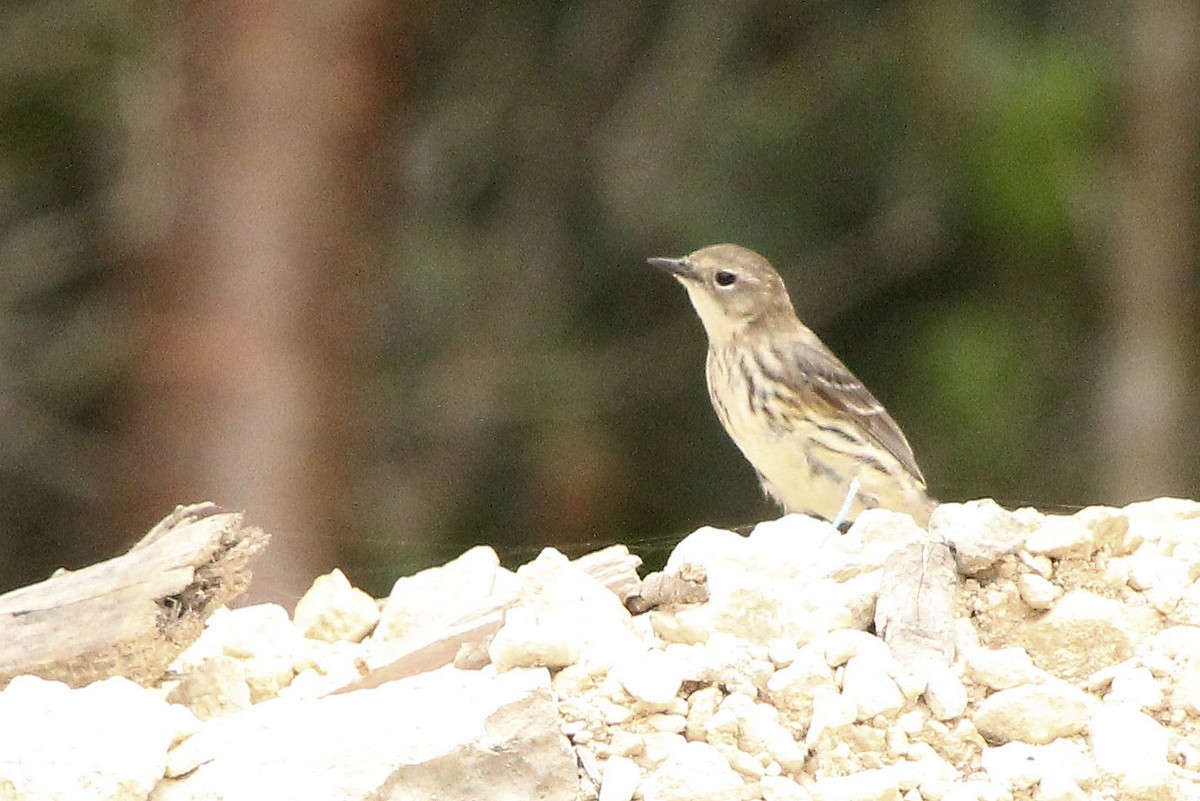 Yellow-rumped Warbler - ML645366294