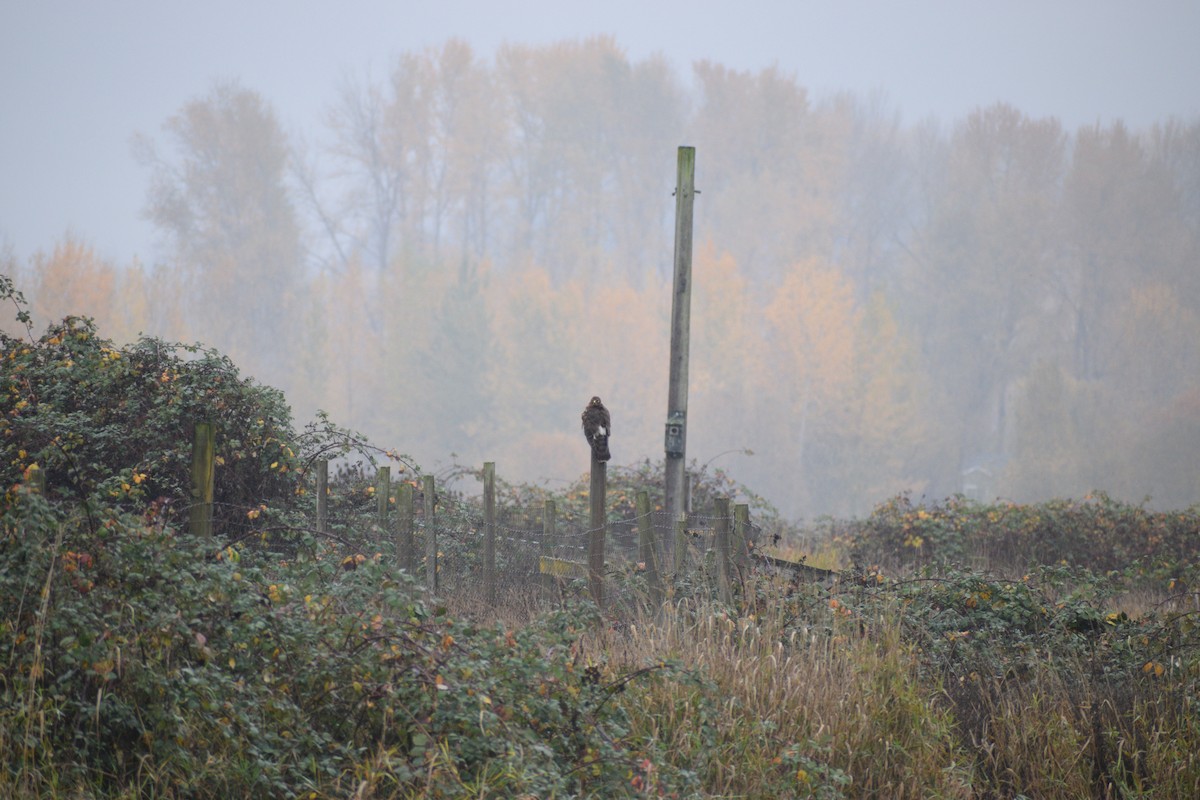 Northern Harrier - ML645366295