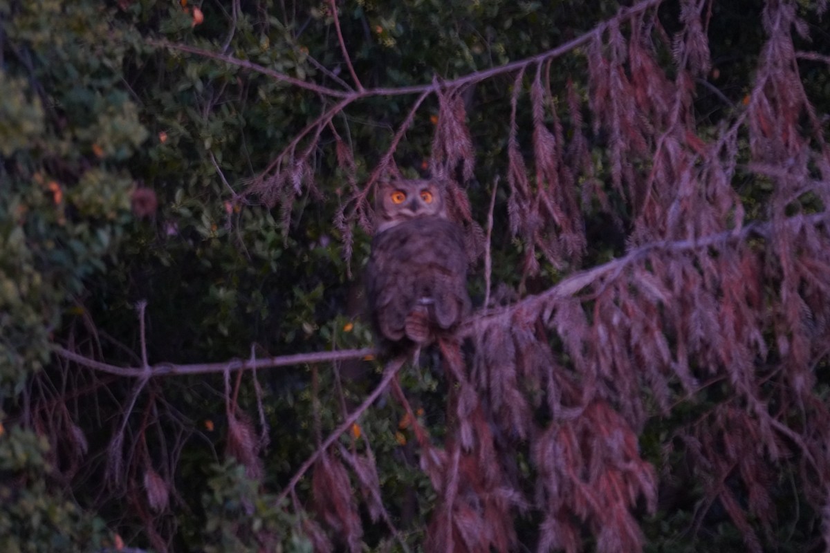 Lesser Horned Owl - ML645366298