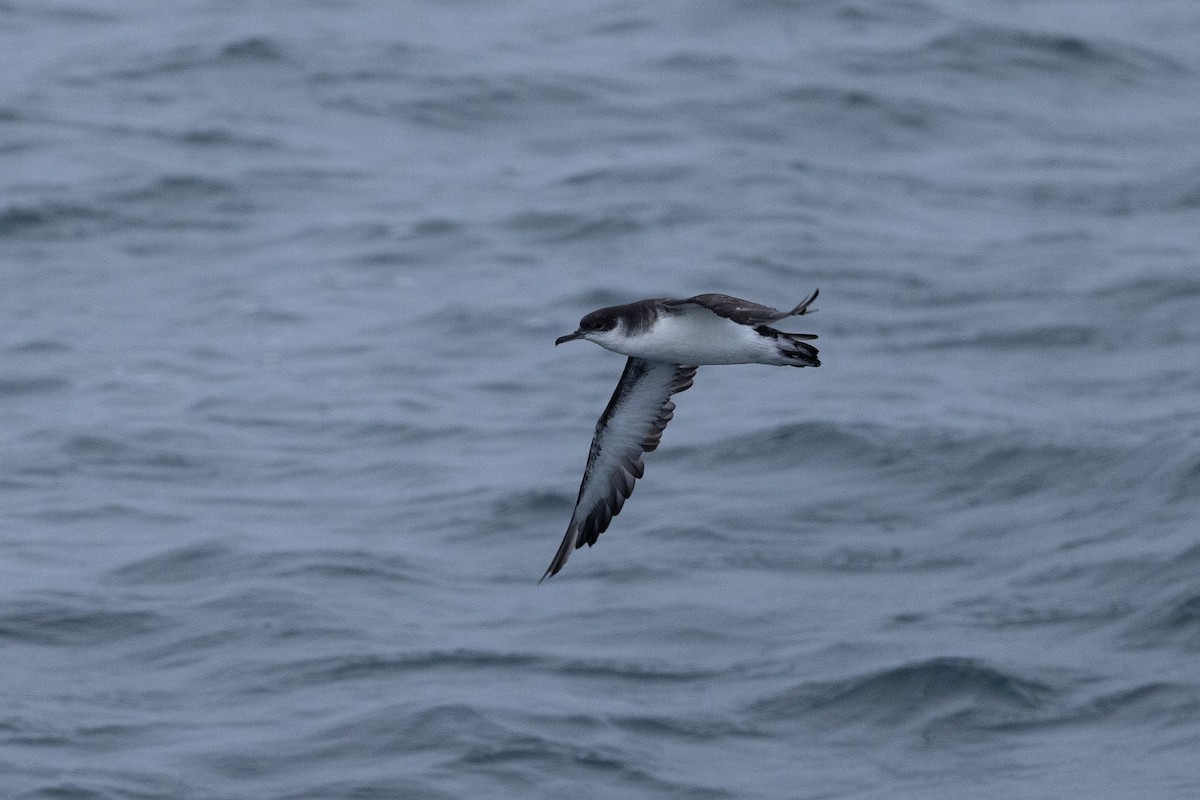 Manx Shearwater - ML645366300