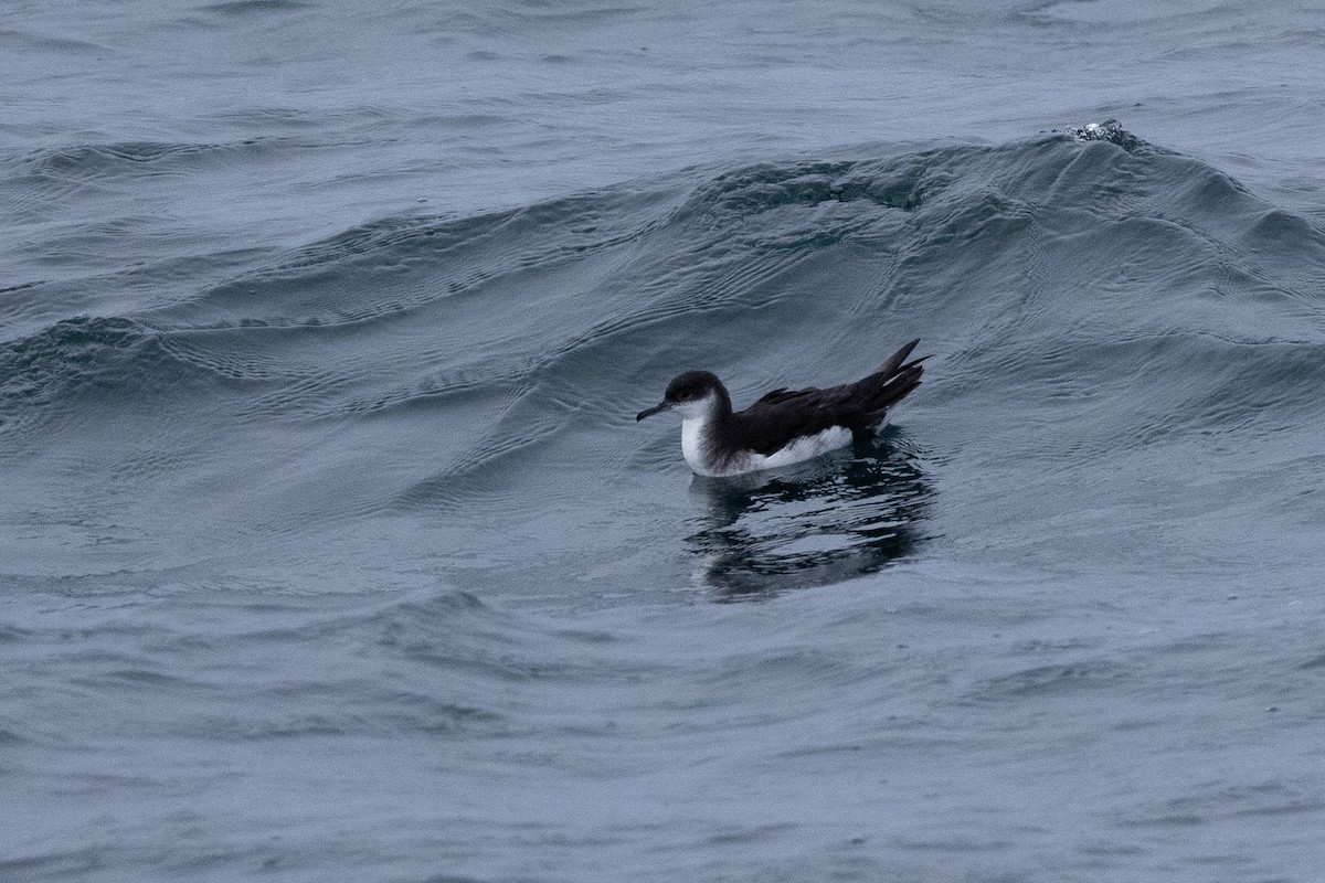 Manx Shearwater - ML645366301